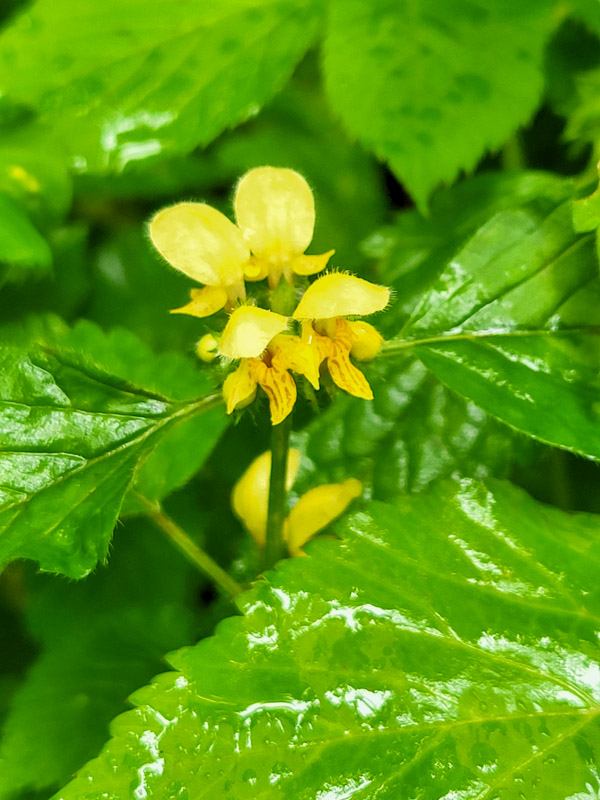 flora & fauna in Silz, Tirol